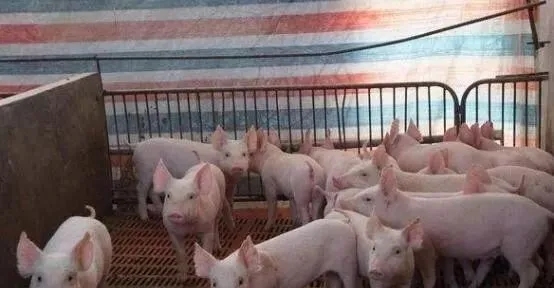 XPJ(中国区)有限公司